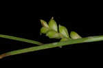 Slender looseflower sedge